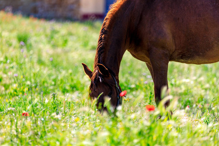 棕色马在草地上的春天放牧