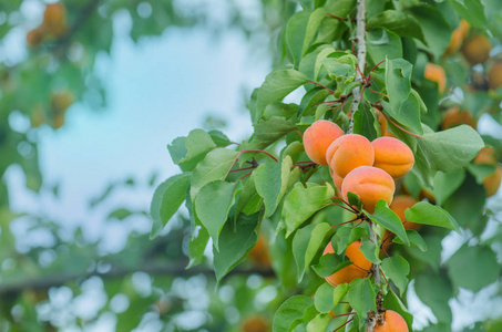 空复制空间太阳, 土耳其杏干成熟杏子树的分支春天开花的杏树树蓝天的