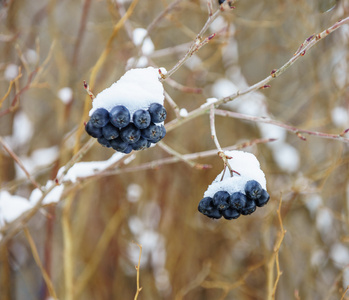 雪下的黑色 rowanberry