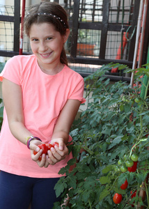从植物中收集红色西红柿的漂亮微笑的小女孩