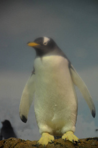 巴布亚企鹅在动物园
