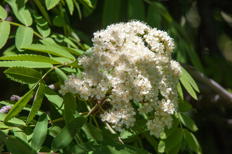 山灰之花宏.在春天森林里生长的一棵树上的山灰花.一朵山灰的盛开照片