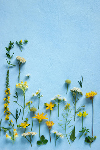 构成从各种各样的野花在浅蓝色背景。选择性聚焦