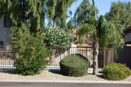 街道 frontyard 装饰与沙漠耐热植物和树木, 凤凰, 亚利桑那州