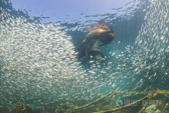 后一个巨型的沙丁鱼海狮海豹诱饵球