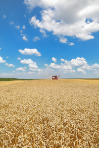 农业小麦收获