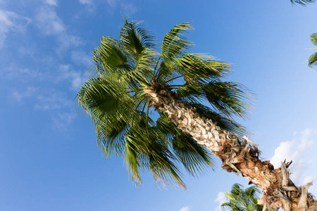 天空棕榈夏天风景