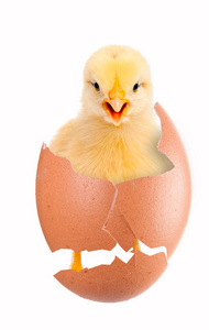 新生小鸡从蛋孵出来了。隔离