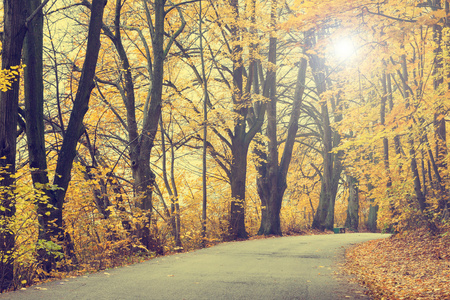 秋季景观道路和美丽的彩色的树木，复古