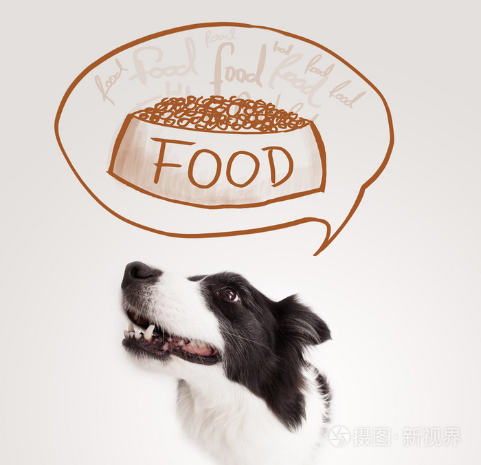 梦到食物的可爱边境牧羊犬照片 正版商用图片08ai0c 摄图新视界 梦到食物的可爱边境牧羊犬照片 正版商用图片08ai0c 摄图新视界