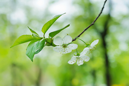 樱桃花