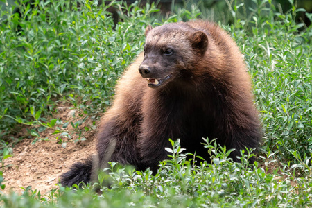 狼獾来说，狼獾属月轮的草地上坐着，也被称为贪吃 拉兹 臭鼬的熊或 quickhatch
