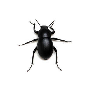 孤立在白纸上的黑甲虫