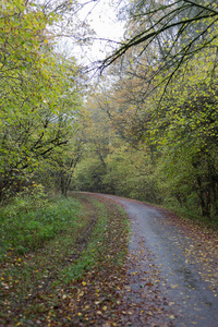 南德国乡村的雾秋季景观, 绿色草坪和 inidan 夏季颜色的树木和叶子旁边的自行车道附近的城市慕尼黑和斯图加特
