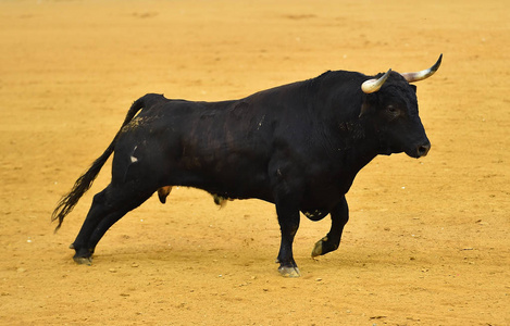 牛市在西班牙斗牛场图片