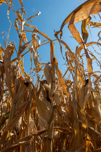 秋天是收割玉米杂交种的时节, 成熟的棒子在田野上