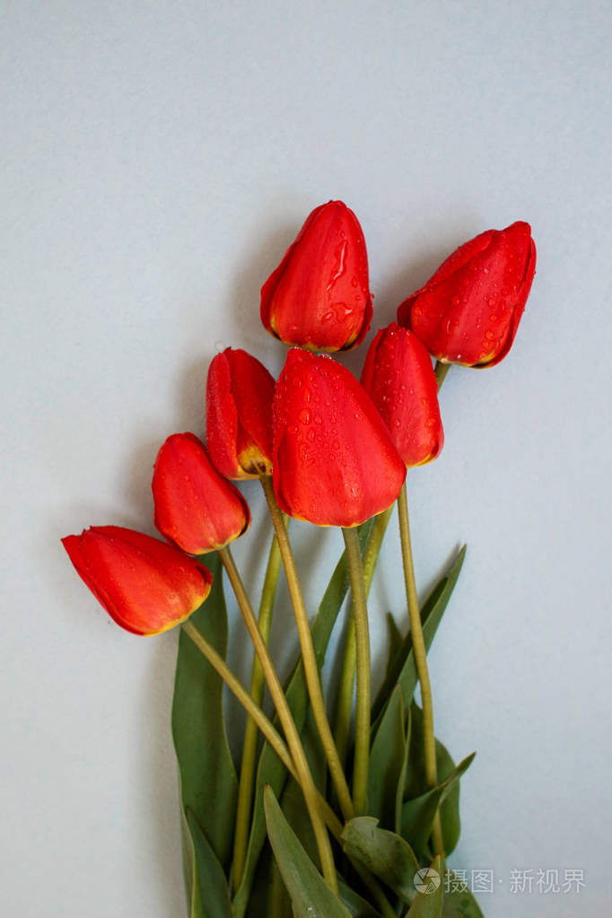 鲜红色郁金香在浅蓝色背景下滴露水