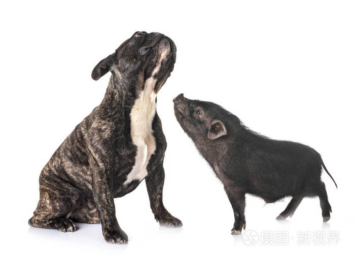 越南猪和法国斗牛犬在白色背景前
