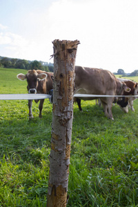 在德国南部农村郊区, 牧场上有巴伐利亚奶牛的草地