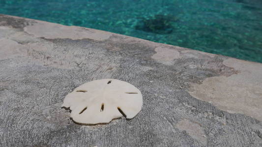 浓密海胆上部壳由海坎昆, 墨西哥