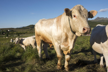 蜂蜜色牛在莎莱豪根桑德放牧摄影图