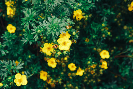 花园黄色花卉背景