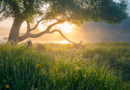 夏天自然。朦胧的早晨。阳光透过树在青草上洒下露珠。美丽宁静的清晨风景