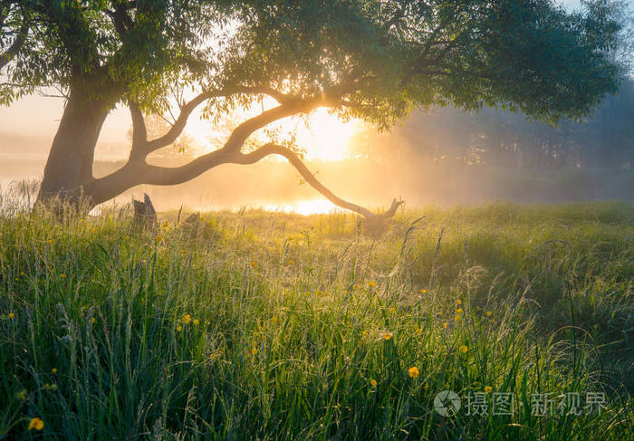 朦胧的早晨.阳光透过树在青草上洒下露珠.美丽宁静的清晨风景