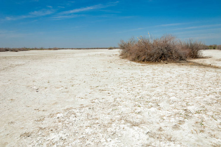 盐水 盐沼。埃托沙荒地。单一的灌木。哈萨克斯坦