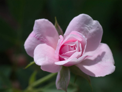 美丽的小粉红玫瑰