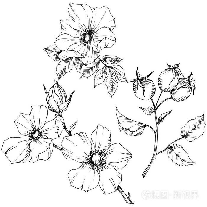 插画 野花罗莎犬齿在一个向量风格孤立.黑白雕刻水墨艺术.eps