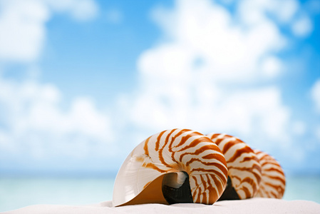 鹦鹉螺的壳图片