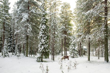美丽的风景秀丽的雪森林与高大的松树和驯鹿冬季在拉普兰芬兰, 季节的问候圣诞节