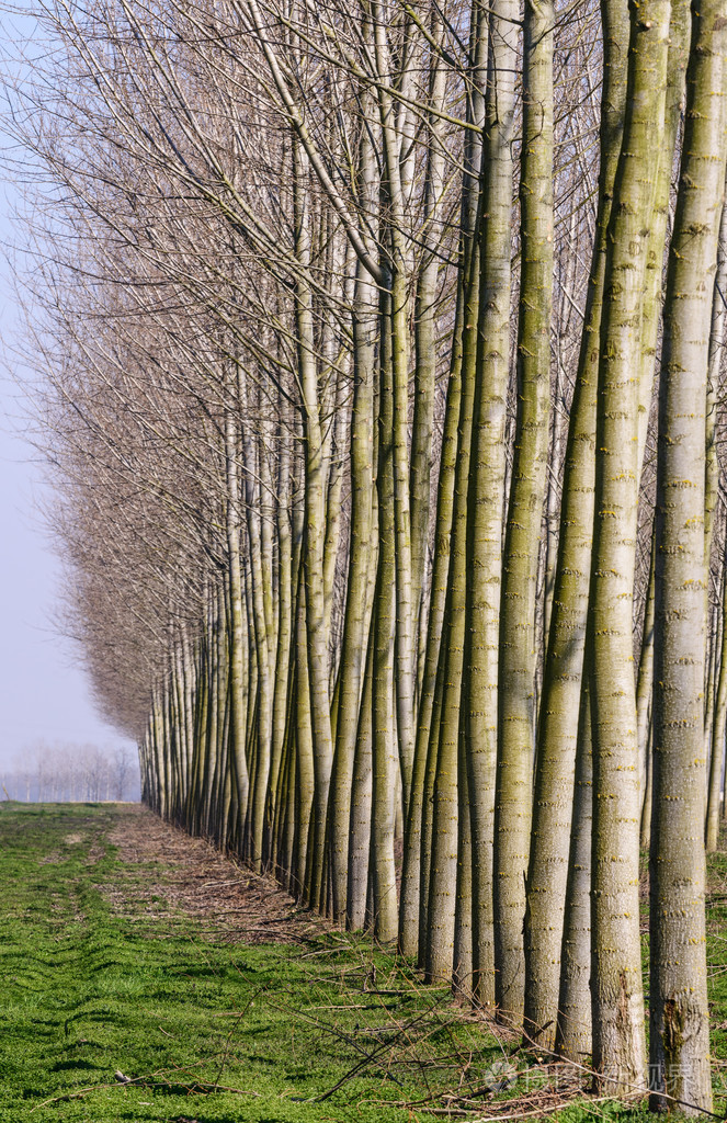 洛梅利纳附近的杨树意大利