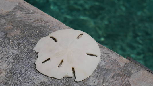 浓密海胆上部壳由海坎昆, 墨西哥