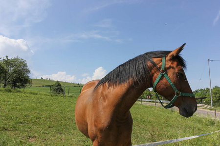 在德国南部6月一个阳光明媚的日子里, 你会看到在绿色草坪上的棕色马