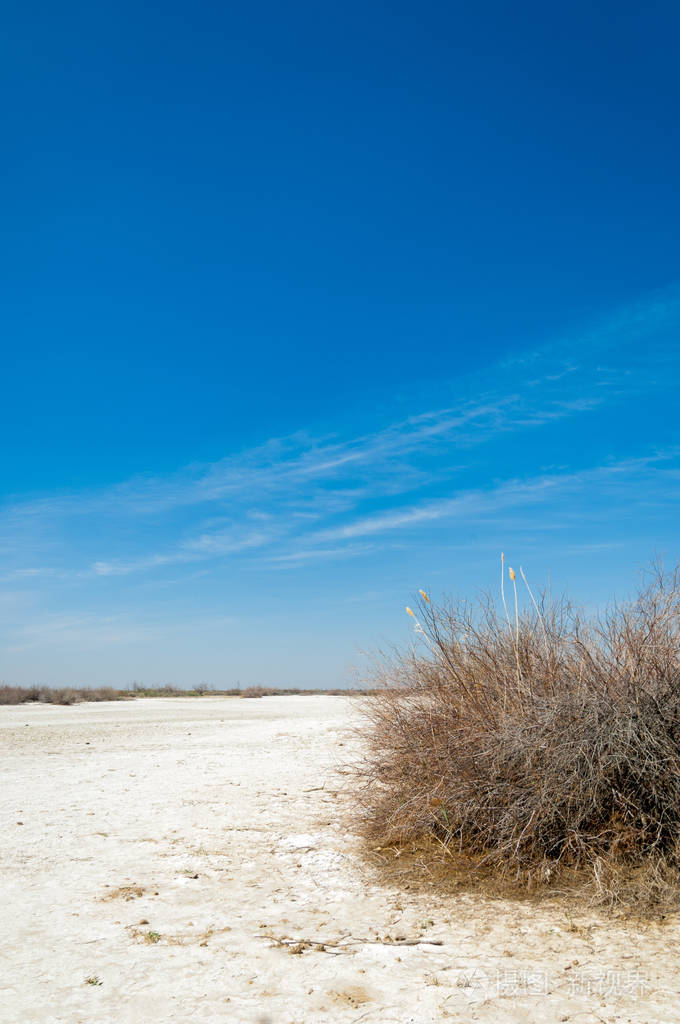 盐水盐沼埃托沙荒地单一的灌木哈萨克斯坦
