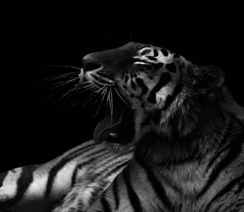 愤怒咆哮的老虎黑色和白色孤立的黑色背景