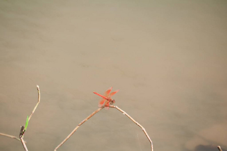 红色蜻蜓坐在干燥的叶子草附近的水