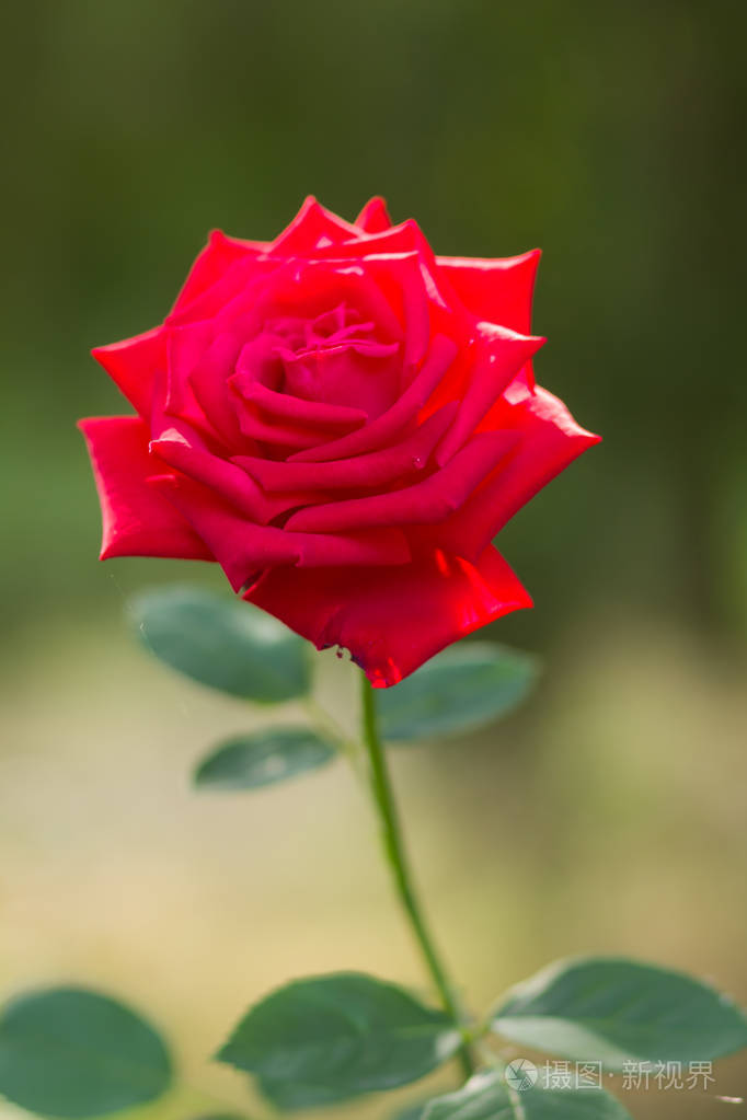 红色玫瑰在模糊的背景一个美丽的红色玫瑰在绿色背景空白为卡片节日