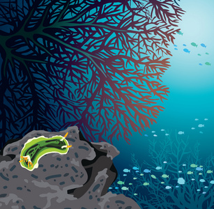 裸鳃亚目和珊瑚礁