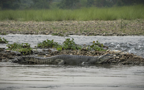 鳄或虚假的 gavial 在河岸上。亚洲野生动物动物照片