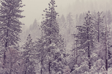 在冬季的风景雪域林。好的圣诞背景