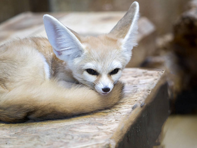 Fennec 狐狸, Fennecus zerda, 是一个小沙漠狐狸