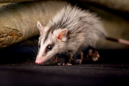 安第斯白耳的鼠上分支 zarigueya 安迪纳照片