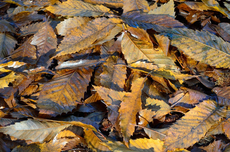 在地面上棕色秋天的树叶