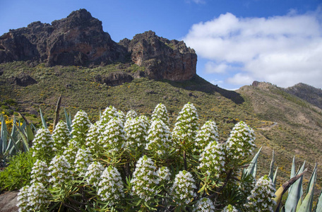 大加那利岛, 可能, 小兴安岭的中心部分, 开花 Echium decaisnei 在前景, 岩石形成 Chimirique 在