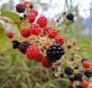 红色的野生草莓束图片