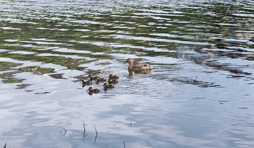 池塘上的鸟儿。一群鸭子和鸽子在水中。mi