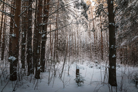 美丽的冬日风光与森林中充满了树木覆盖的雪。俄罗斯在寒冷的日子里